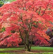 Image result for Best Shade Trees