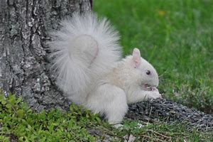 Image result for Albino Squirrel
