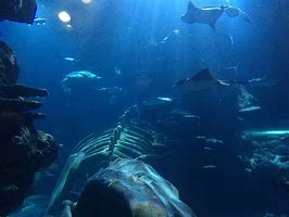 Image result for Sea Life Bilder Aquarium