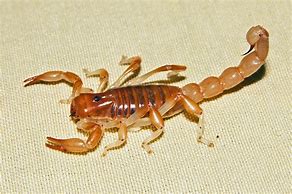 Image result for Small Scorpions in Arizona