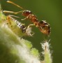 Image result for Citronella Ants vs Termites