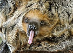 Image result for Funny Sloth Face