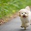 Image result for Maltipoo Dogs