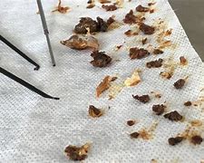 Image result for Dog Ear Wax Build Up