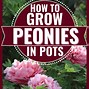 Image result for Peonies in Pots