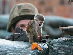 Image result for Monkeys Doing Human Things