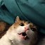 Image result for 2 Funny Cats