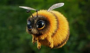 Image result for Fuzzy Bee