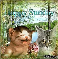 Image result for Happy Sunday Cat Quotes