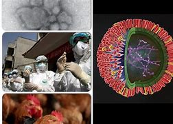 Image result for H7N9