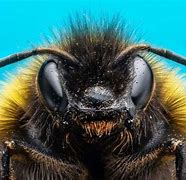 Image result for Bumble Bee Eyes