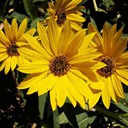 Image result for pictures of maximilian sunflower