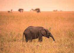 Image result for Baby Elefant Bilder