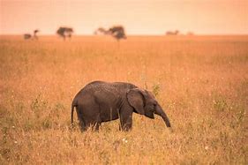 Image result for Afrikanischer Elefant