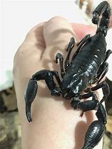 Image result for Scary Scorpion
