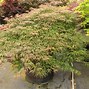 Image result for Purple Pixie® Dwarf Weeping Loropetalum, 3 Gal- Stand-Out Fuschia Color In A Compact, Weeping Shrub/Bush
