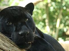 Image result for Black Panther for Sale