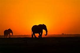 Image result for Elephant 1920X1080