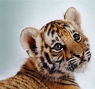 Image result for Baby Tiger Wallpaper