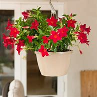 Image result for Walmart Outdoor Plants and Flowers