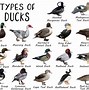 Image result for Duck Duck Goose