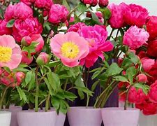 Image result for Growing Peony in Pots