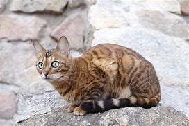 Image result for Bengal Cat Hybrid