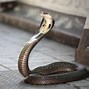 Image result for Snake That Stands