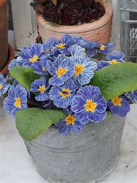 Image result for Violet Planter Pots