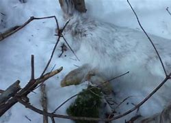 Image result for Snaring Rabbits