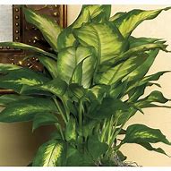 Image result for Lowe's Indoor Plants