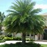 Image result for Orlando FL Palm Trees