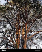Image result for Two Trees