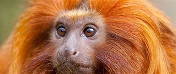 Image result for Fire Monkey