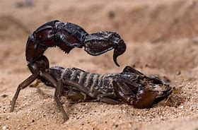 Image result for Most Dangerous Scorpion