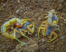 Image result for Red Scorpion