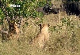 Image result for Discovery Channel Wild Animals
