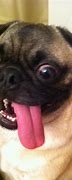 Image result for Beautiful Funny Dogs
