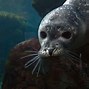 Image result for Hawaii State Animal Monk Seal