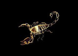 Image result for Scorpion Wallpaper for Laptop