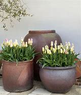 Image result for Tulip Planters