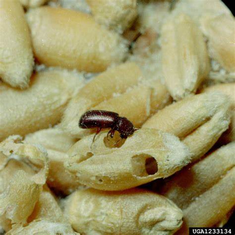 lesser grain borer (Rhyzopertha dominica ) on wheat (Triticum spp ...
