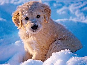 Image result for Animals Playing in Winter