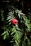 Image result for Taxaceae