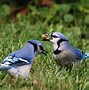 Image result for What Birds Eat Acorns