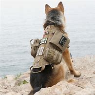 Image result for Working Service Dog Vests