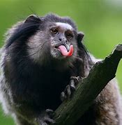 Image result for Funny Monkey