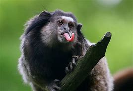 Image result for Funny Monkey Faces