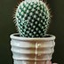 Image result for Angry Cactus Puns