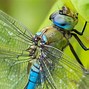 Image result for Dragonfly Up Close Flying